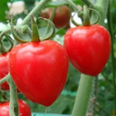 [TOMATOMAROUG4.5] Tomate Tomatoberry Garden