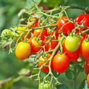 [TOMATUTTROUG4.5] Tomate Tutti Frutti Cherry