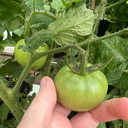 [DUOTOMAHOMEBABY4] Duo Tomates Homeslice/Babyboomer