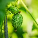 [POTCONCMOUS12] Pot Concombre Mouse Melon (Cucamelon)