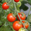 [TOMAARTEROUG6] Tomate Artemis (6 pouces)