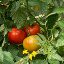 [TOMAHOMEROUG4.5] Tomate Homeslice (4.5 pouces)