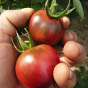[TOMAJASPROUG6] Tomate Jasper (6 pouces)