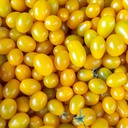 [TOMALEMOJAUN6] Tomate Lemon Cherry (6 pouces)