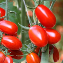 [TOMALITTROUG6] Tomate Little Napoli (6 pouces)