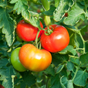 [TOMAMEGAROUG6] Tomate Mega Fantastique (6 pouces)