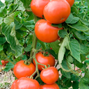 [TOMATASTROUG6] Tomate Tasti-Lee (6 pouces)