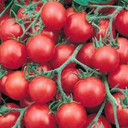 [TOMATUMBROUG6] Tomate Tumbler F1 (6 pouces)