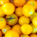 [TOMATUMBJAUN6] Tomate Tumbling Yellow (6 pouces)