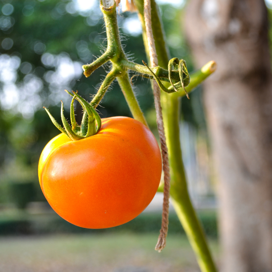 Tomate Bio PETIT MOINEAU