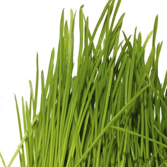 Plantez de l'herbe à chats - Gamm vert