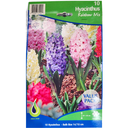 Bulbes : Jacinthe - Rainbow Mix - Hyacinth