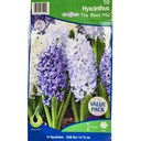 Bulbes : Jacinthe - The Blues Mix - Hyacinth