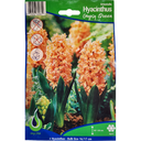 Bulbes : Jacinthe - Gypsy Queen - Hyacinth