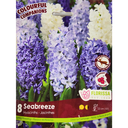 Bulbes : Jacinthe - Seabreeze - Hyacinth
