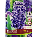 Bulbes : Jacinthe - Rembrandt - Hyacinth