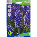 Bulbes : Muscari - Armeniacum - Grape