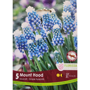 Bulbes : Muscari - Mount Hood - Grape Hyacinth
