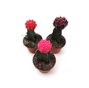 Cactus greffe assorti (2.5 pouces)
