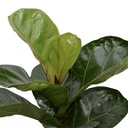 Ficus lyrata (10 pouces, Buisson)