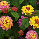 Lantana Shamrock (White, 5 pouces)