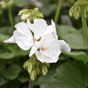 Geranium double blanc white