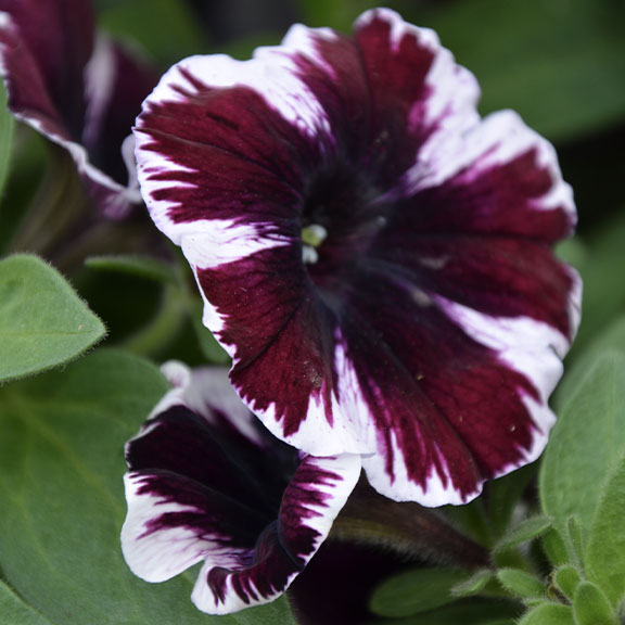 Pétunia miss marvelous