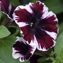Petunia miss marvelous