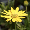 Osteospermum zion pur yellow