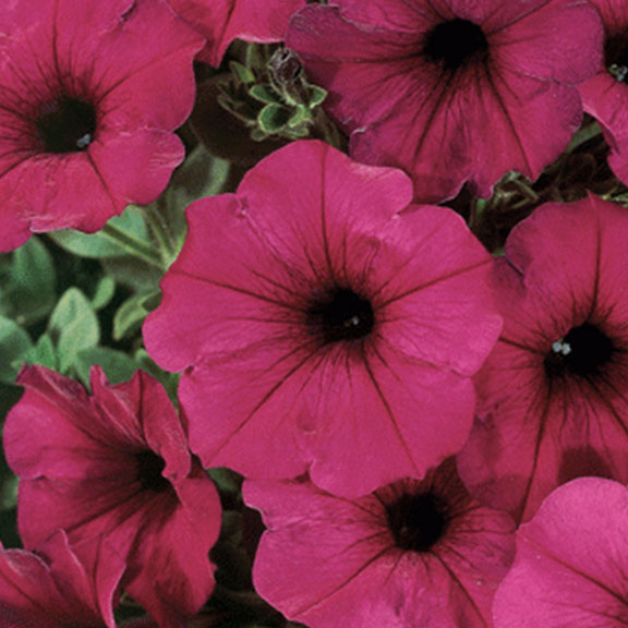 Pétunia head liner electric purple