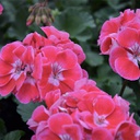 Geranium double moonlight