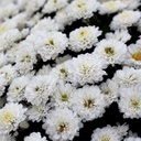 [CHRYAUTOBLAN] Chrysanthème d'automne blanc (9 pouces)