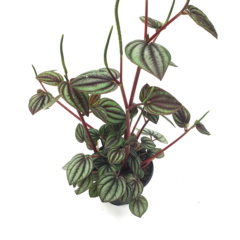 Peperomia picolo
