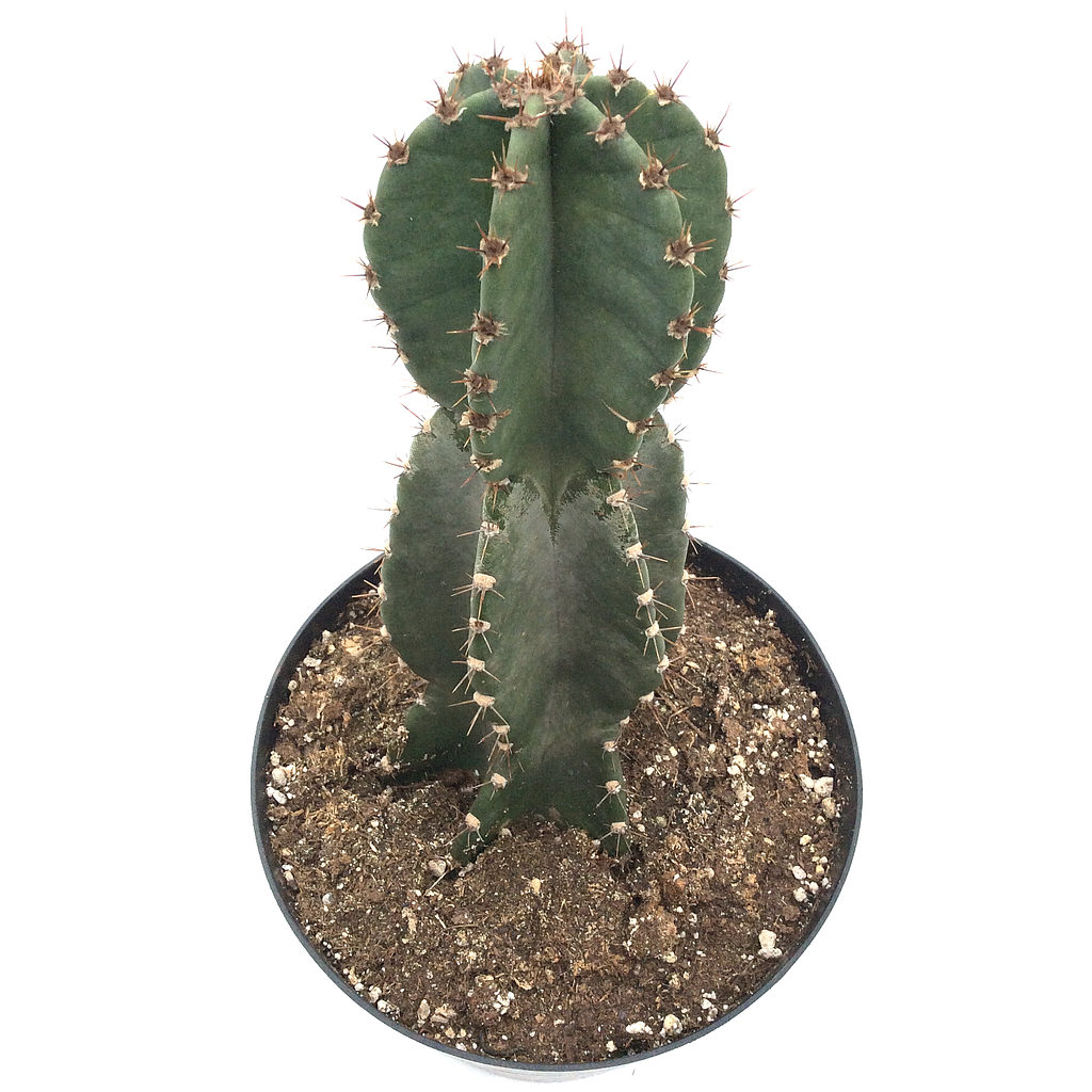 Cereus peruvianus (cactus apple)