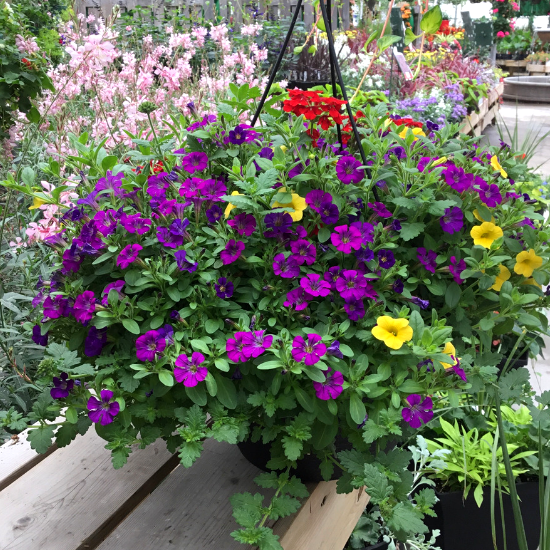 Jardinière combo mix (coloré) 12 po