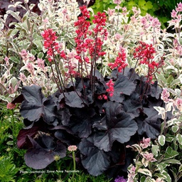 [1HEUBLFC01] Heuchera Black Forest Cake