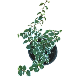 Ficus Repens Variegata