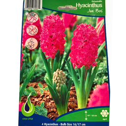 Bulbes : Jacinthe - Jan Bos - Hyacinth Orientalis