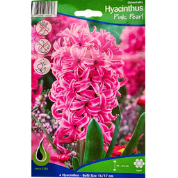 Bulbes : Jacinthe - Pink Pearl - Hyacinth Orientalis