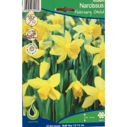 Bulbes : Narcisse - February Gold - Miniature