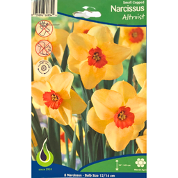 Bulbes : Narcisse - Altruist - Small cupped