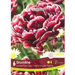 Bulbes : Tulipe - Drumline - Double Paeonia