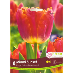 Bulbes : Tulipe - Miami Sunset - Frangé