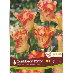 Bulbes : Tulipe - Caribbean Parrot - Tulipe Perroquet