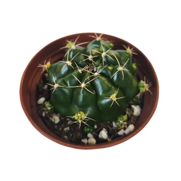 [CACTSPP12.5] Gymnocalycium damsii spp1 (cactus)