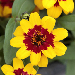 Zinnia Profusion