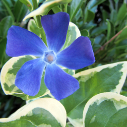 [VINCVARI4] Vinca Variegata