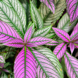 [STROPERSMAUV4] Strobilanthes Persian Shield