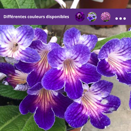 Streptocarpus Ladyslippers