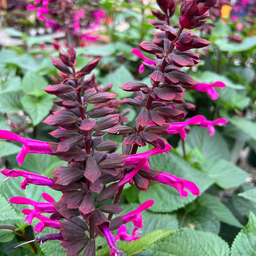 Salvia Rockin Fuchsia